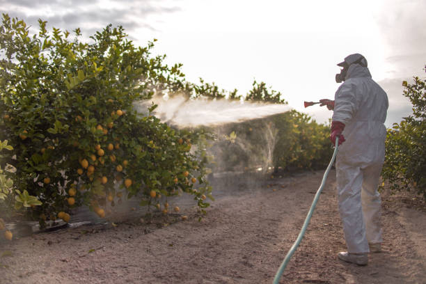 Reliable Brinkley, AR Pest Control Solutions